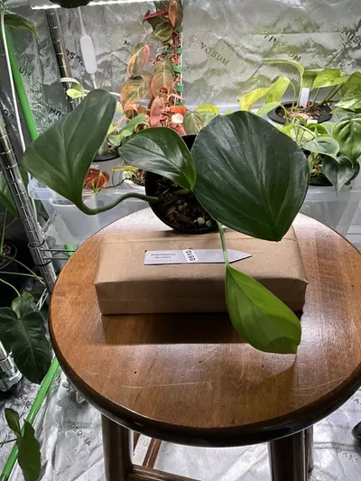 plant/0510 Rhaphidophora Decursiva-0-thumbnail