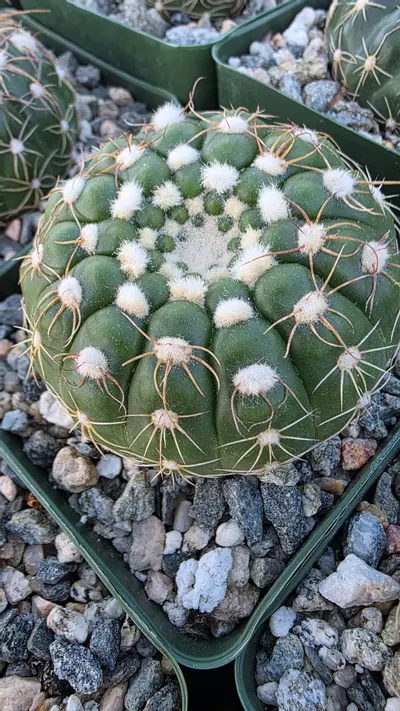 plant/Parodia werneri-0-thumbnail