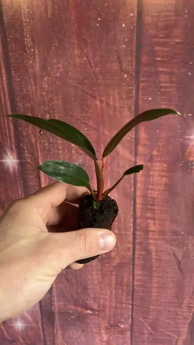 plant/Philodendron Pink Birkin-1-thumbnail