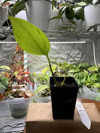 plant/0572 Epipremnum Teruno Champs Elysees’-1-thumbnail