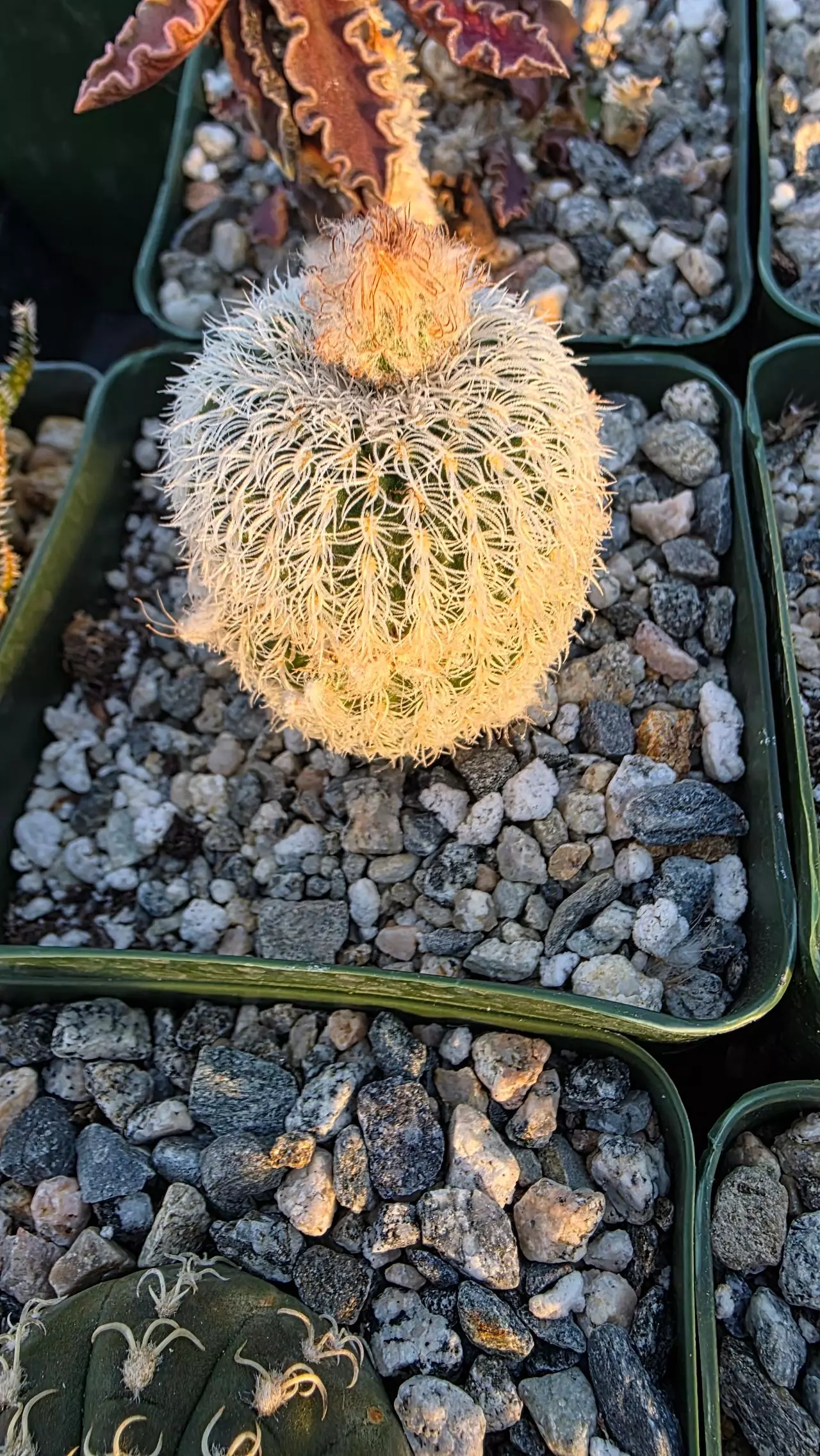 plant/Frailea densispina-0