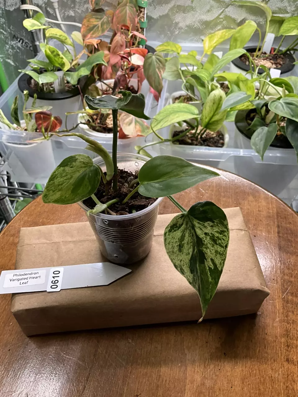 plant/0610 Philodendron Verigated Heart Leaf-1