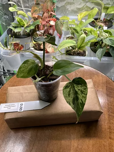 plant/0610 Philodendron Verigated Heart Leaf-1-thumbnail