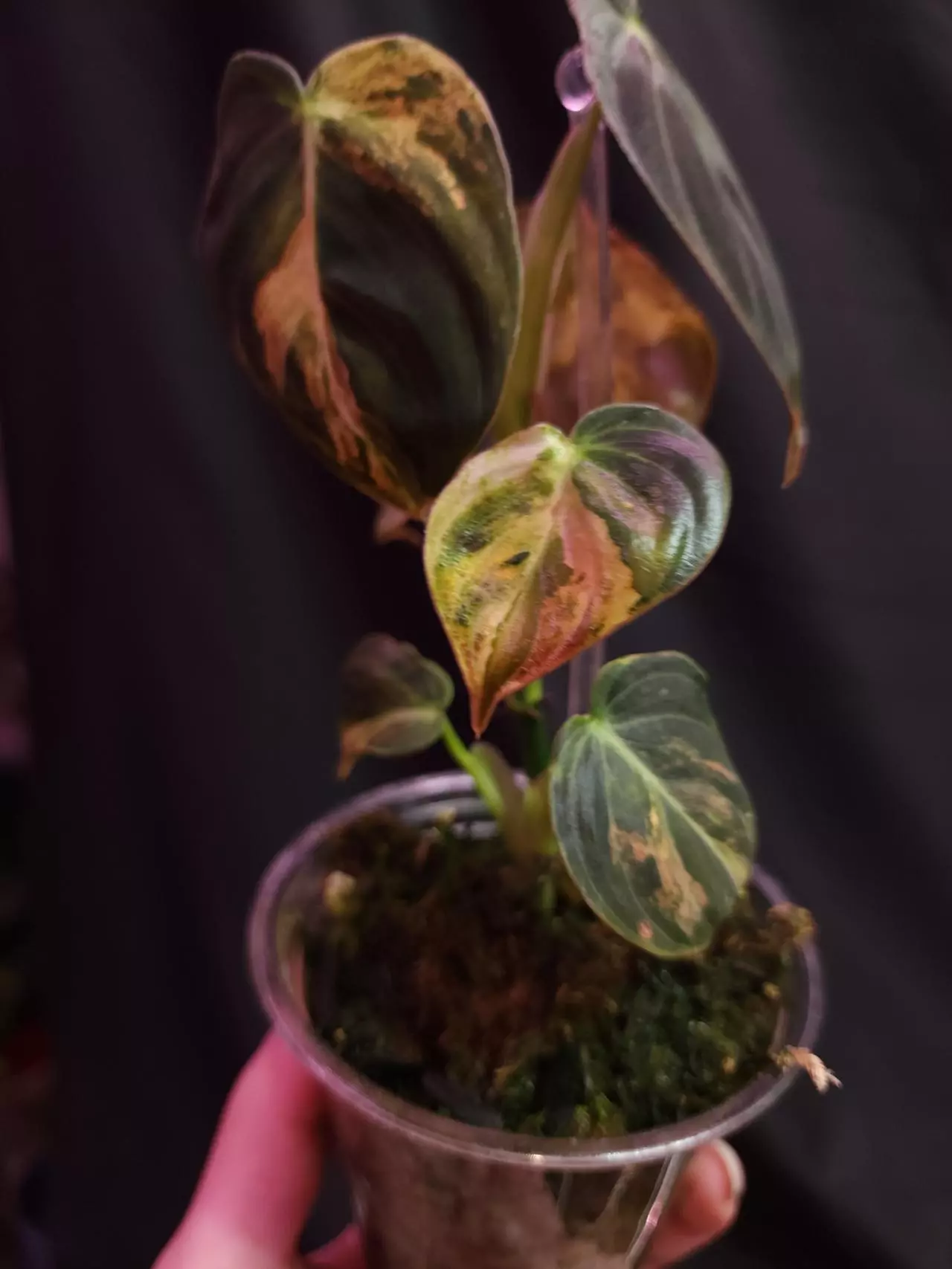 plant/Orange Meleno Philodendron-1