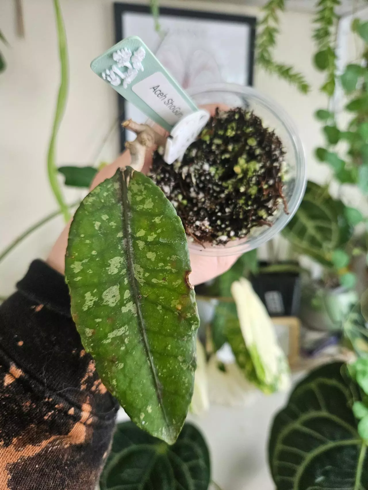 plant/Hoya Aceh shogun-0