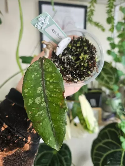 plant/Hoya Aceh shogun-0-thumbnail