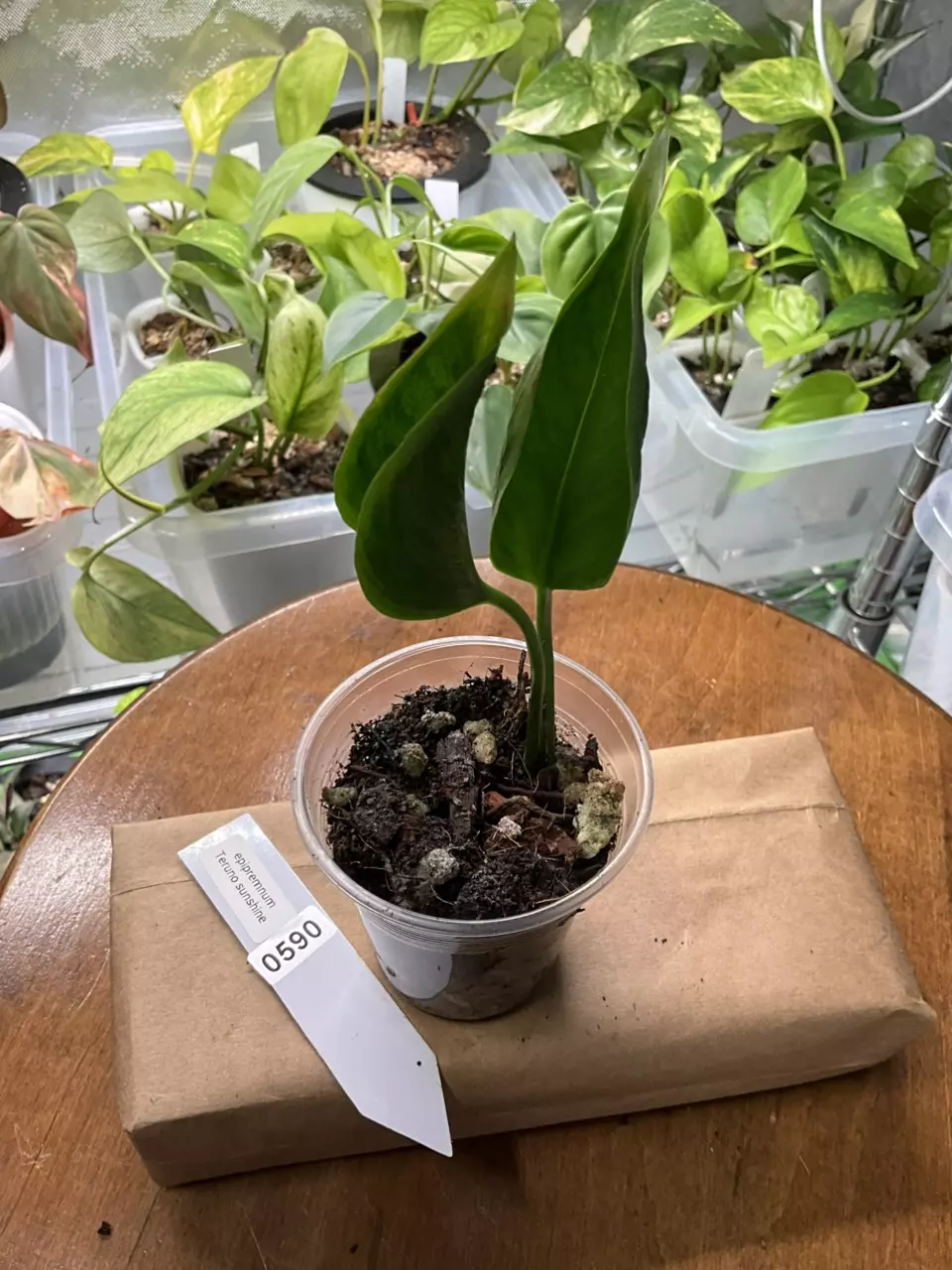 plant/0590 Epipremnum Teruno Sunshine-0