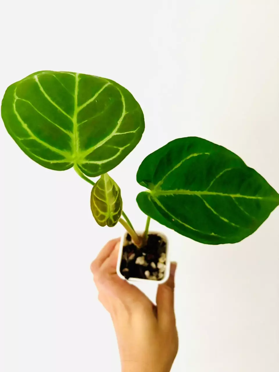 plant/Anthurium Silver Blush x Papi-0