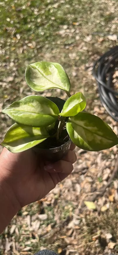 plant/Hoya 🌱-1-thumbnail