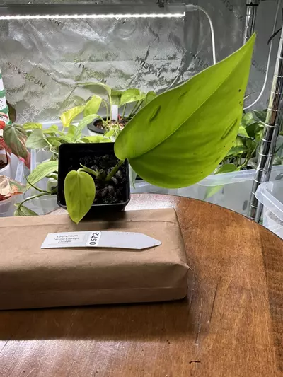 plant/0572 Epipremnum Teruno Champs Elysees’-0-thumbnail