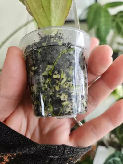 plant/Hoya Erythrina long leaves-1-thumbnail