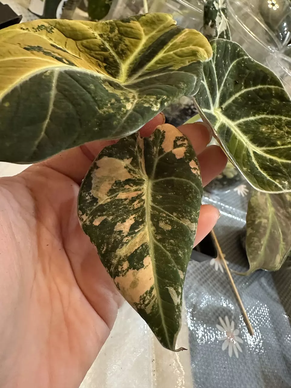 plant/Black Velvet Gold CORM-2