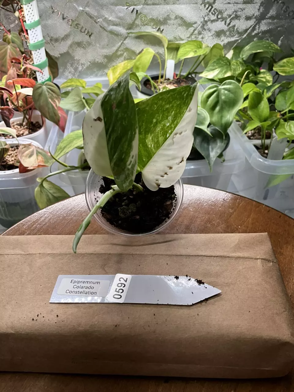 plant/0592 Epipremnum Colorado Constellation-0