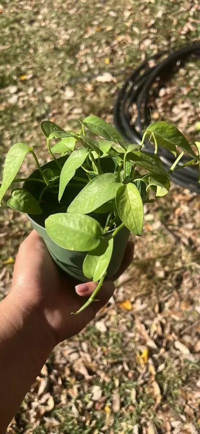 plant/Cebu blue pothos-1-thumbnail