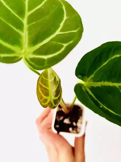 plant/Anthurium Silver Blush x Papi-2-thumbnail