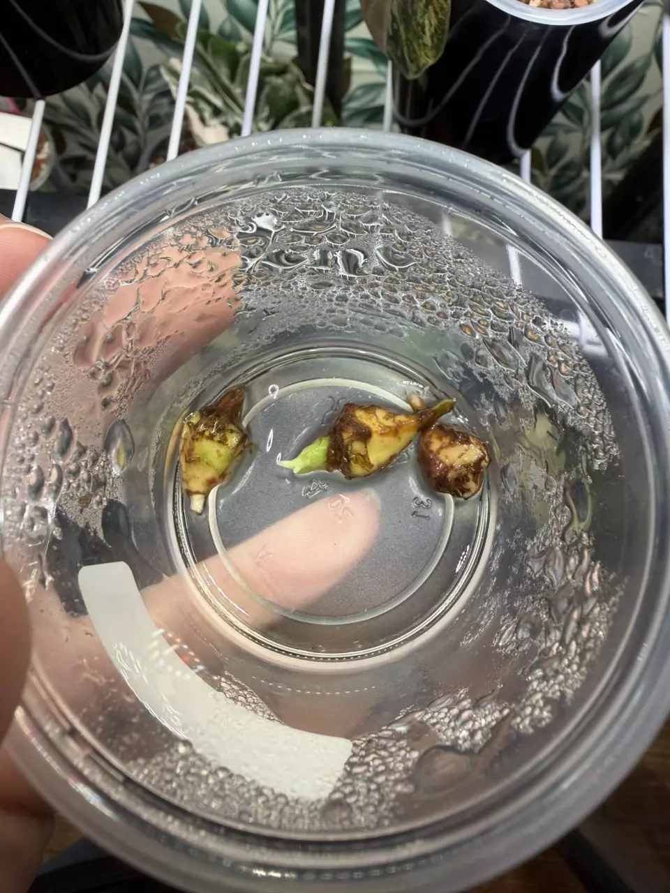 plant/Alocasia Sinuata Aurea CHUNKY Corm! Growers choice!-4