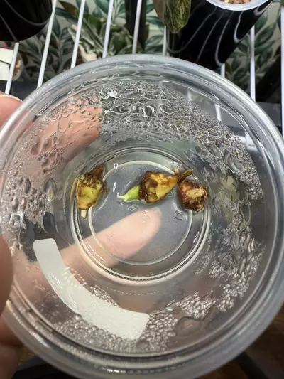 plant/Alocasia Sinuata Aurea CHUNKY Corm! Growers choice!-4-thumbnail