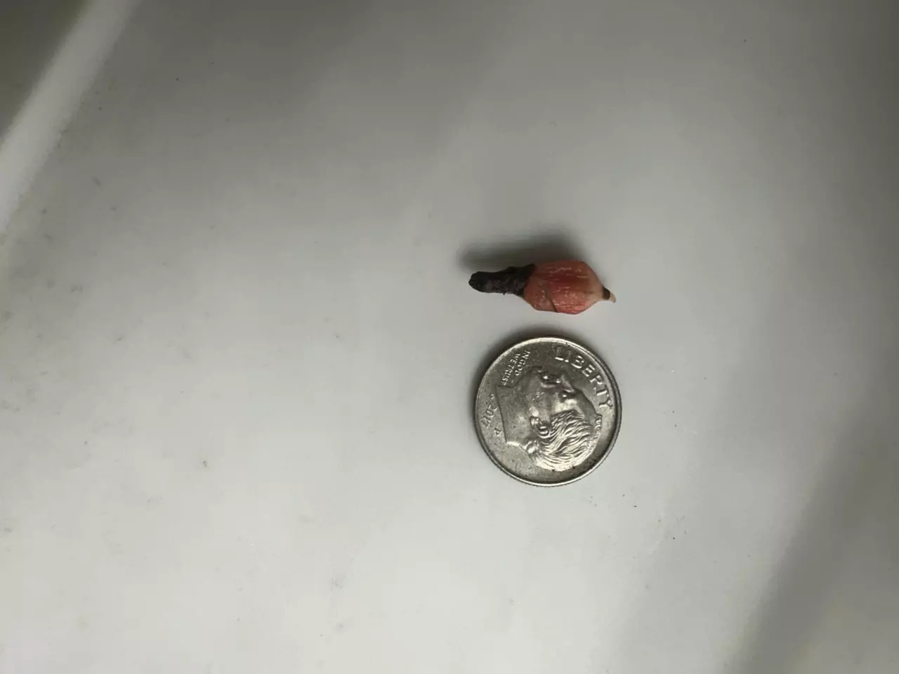 plant/Pink Dragon Stardust Corm-1