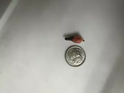 plant/Pink Dragon Stardust Corm-1-thumbnail