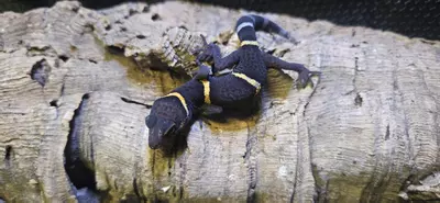 plant/Chinese Cave Gecko Babies-0-thumbnail