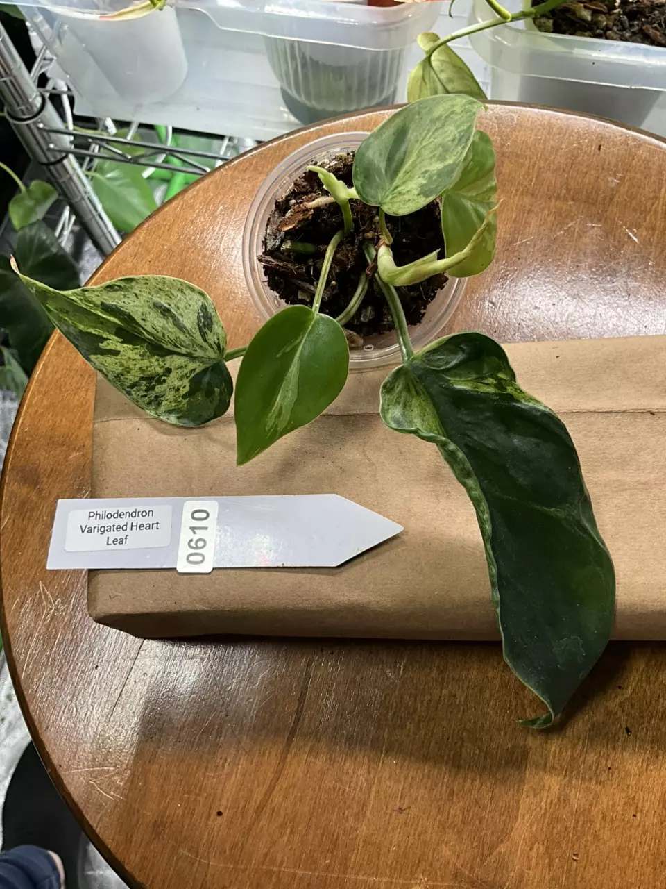 plant/0610 Philodendron Verigated Heart Leaf-0