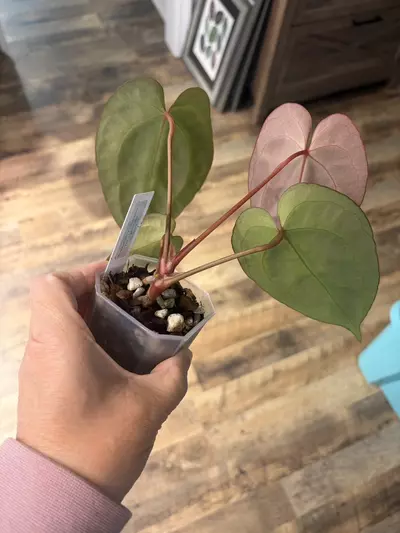 plant/Bess aff x ( AOS NOID x Red Crystal)-1-thumbnail