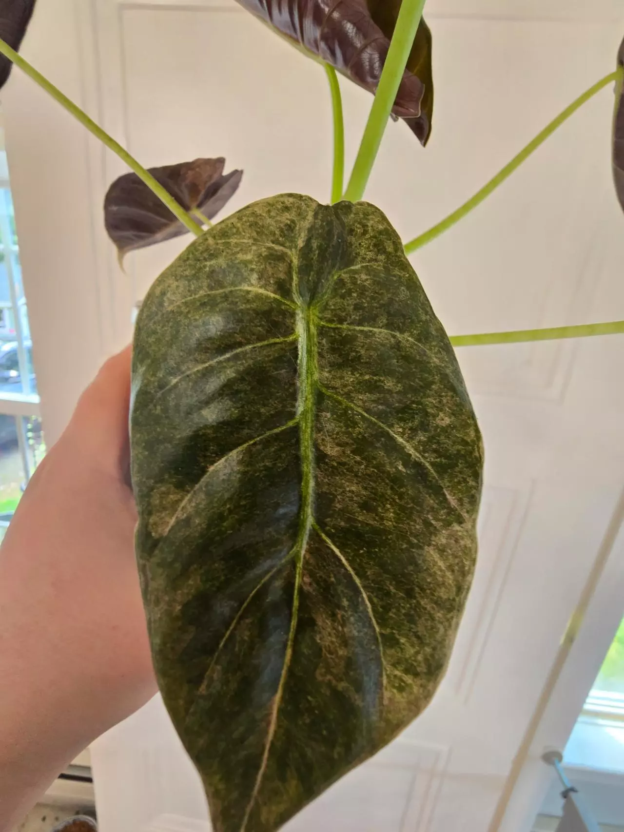 plant/Alocasia Golden Bone Pink Splash - One Corm. Shipping via UPS. I ship packages-1