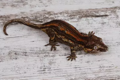 plant/BoPe0225-3-thumbnail