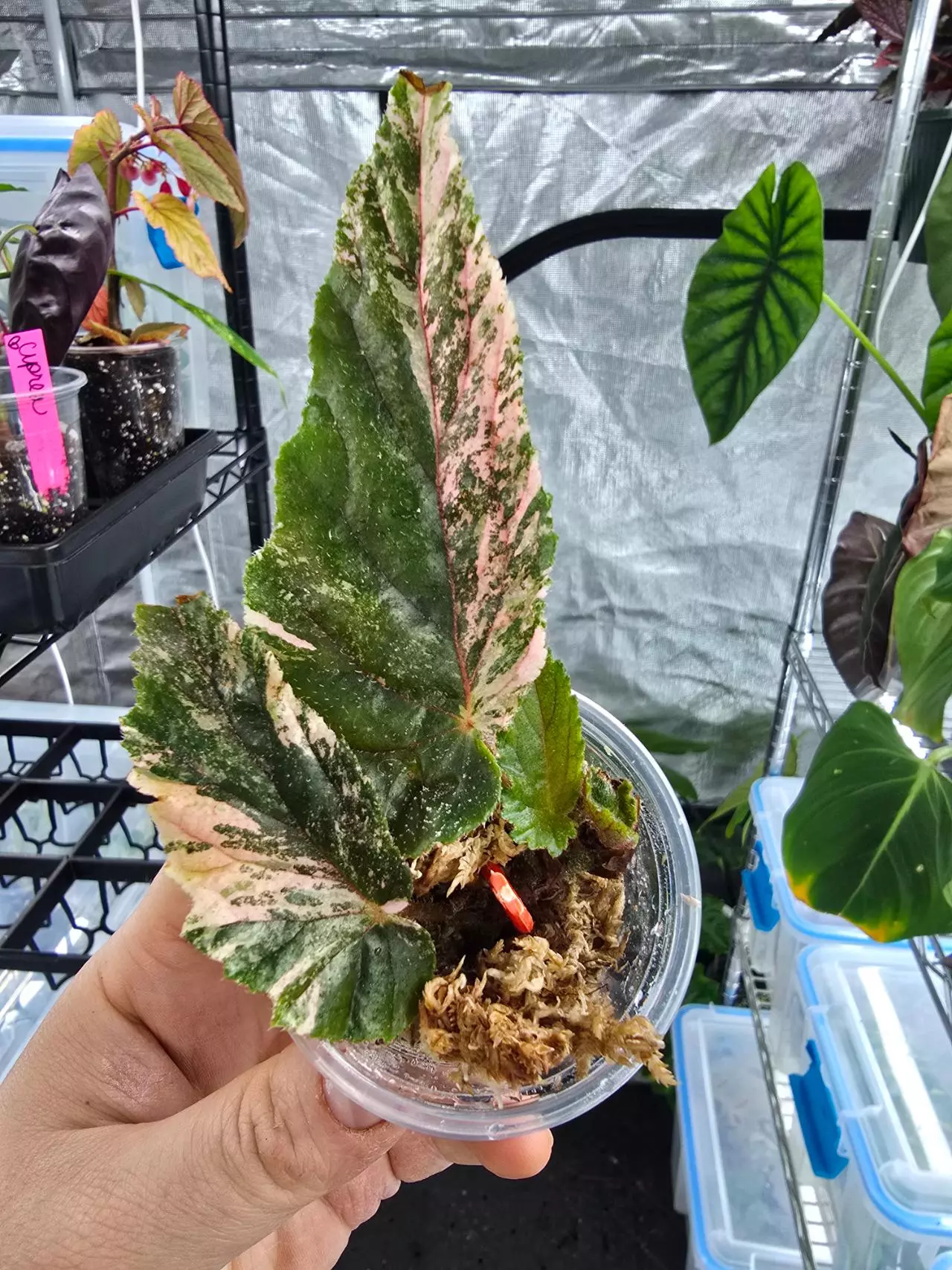 plant/Begonia Ginny Galaxy high variegation-0