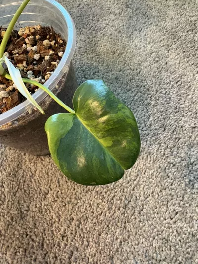 plant/Florida X Billie-3-thumbnail