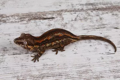 plant/BoPe0225-2-thumbnail