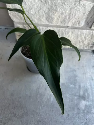 plant/Monstera Burle Marx Flame-1-thumbnail
