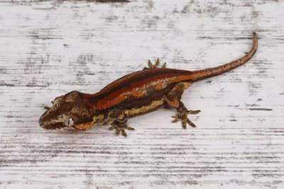 plant/BoPe0425-3-thumbnail