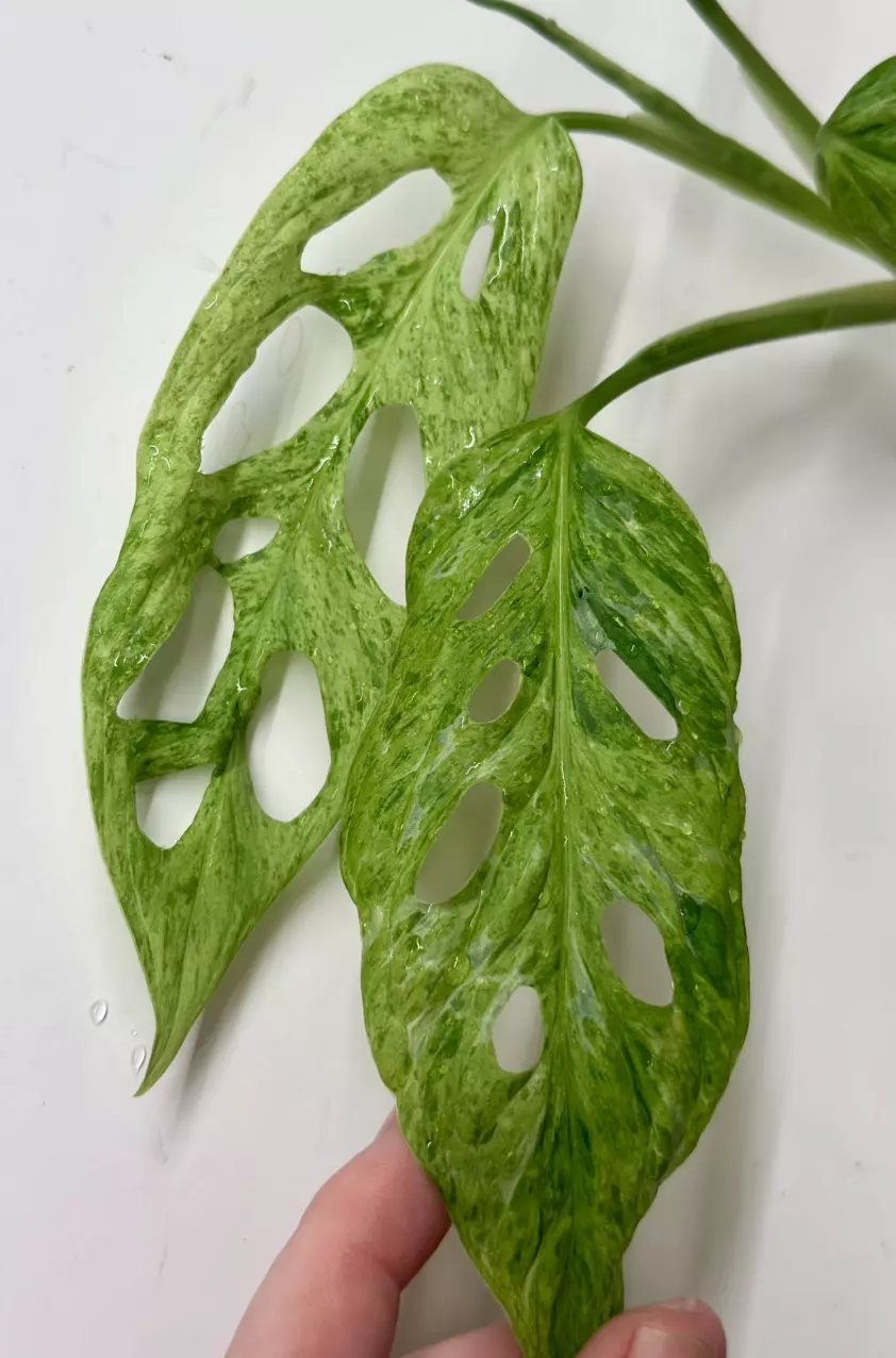 plant/Monstera Adansonii Mint Var-0