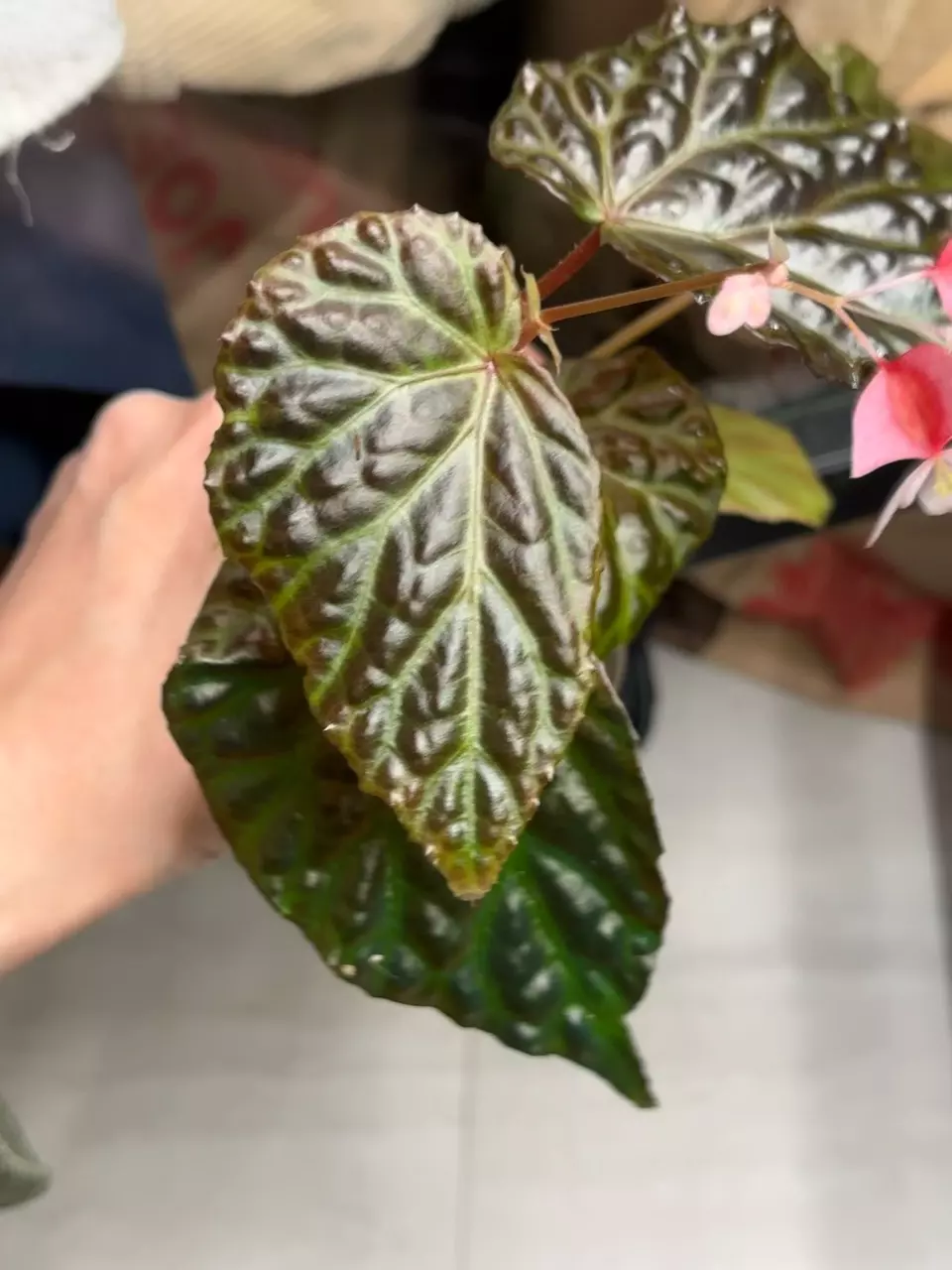 plant/Begonia temuyuk blue x dracopelta-1