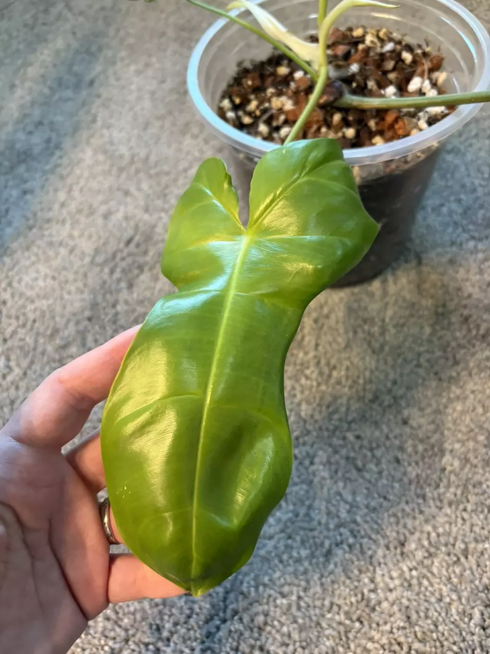 plant/Florida X Billie-1