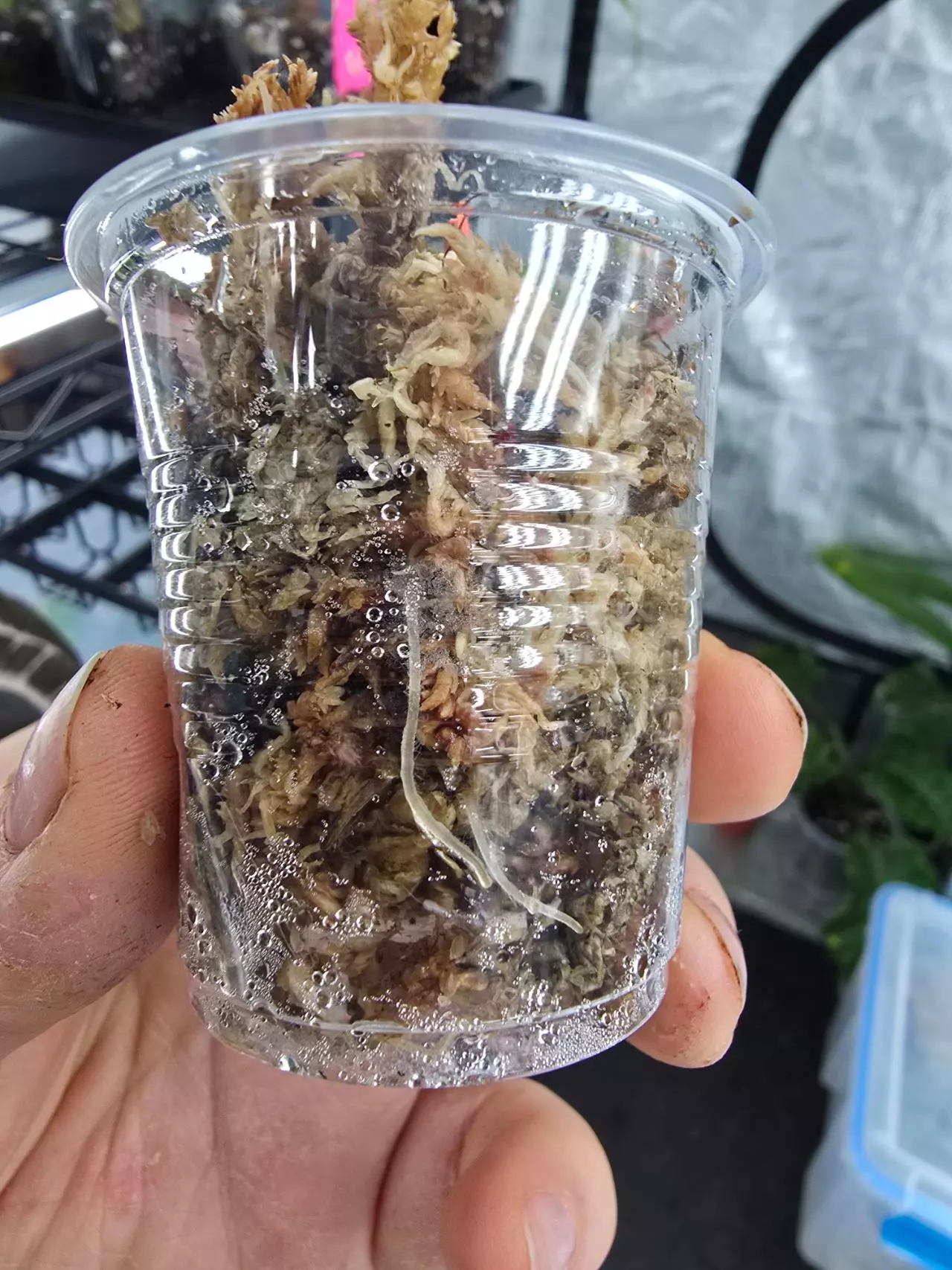 plant/Begonia Ginny Galaxy high variegation-3