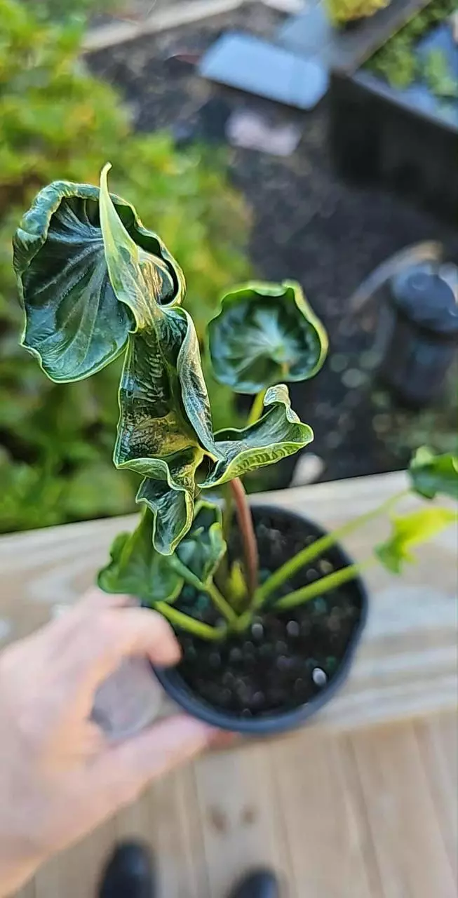 plant/Teletubbies Corms 20.00-0