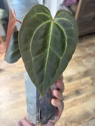 plant/Bess aff x ( AOS NOID x Red Crystal)-2-thumbnail