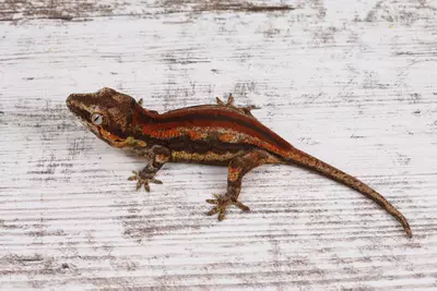 plant/BoPe0425-1-thumbnail