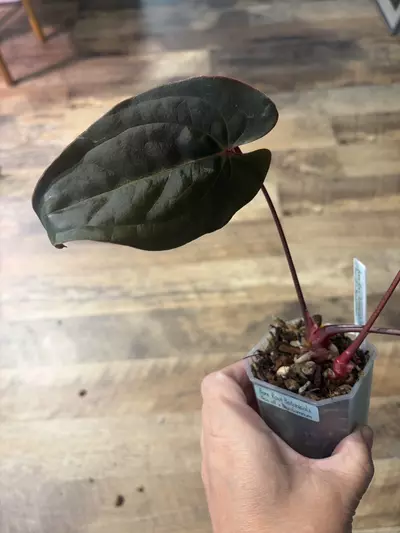 plant/Bess aff x Nigrolaminum-0-thumbnail