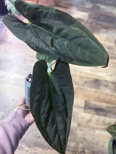 plant/Dark Phoenix x NSE Port-0-thumbnail