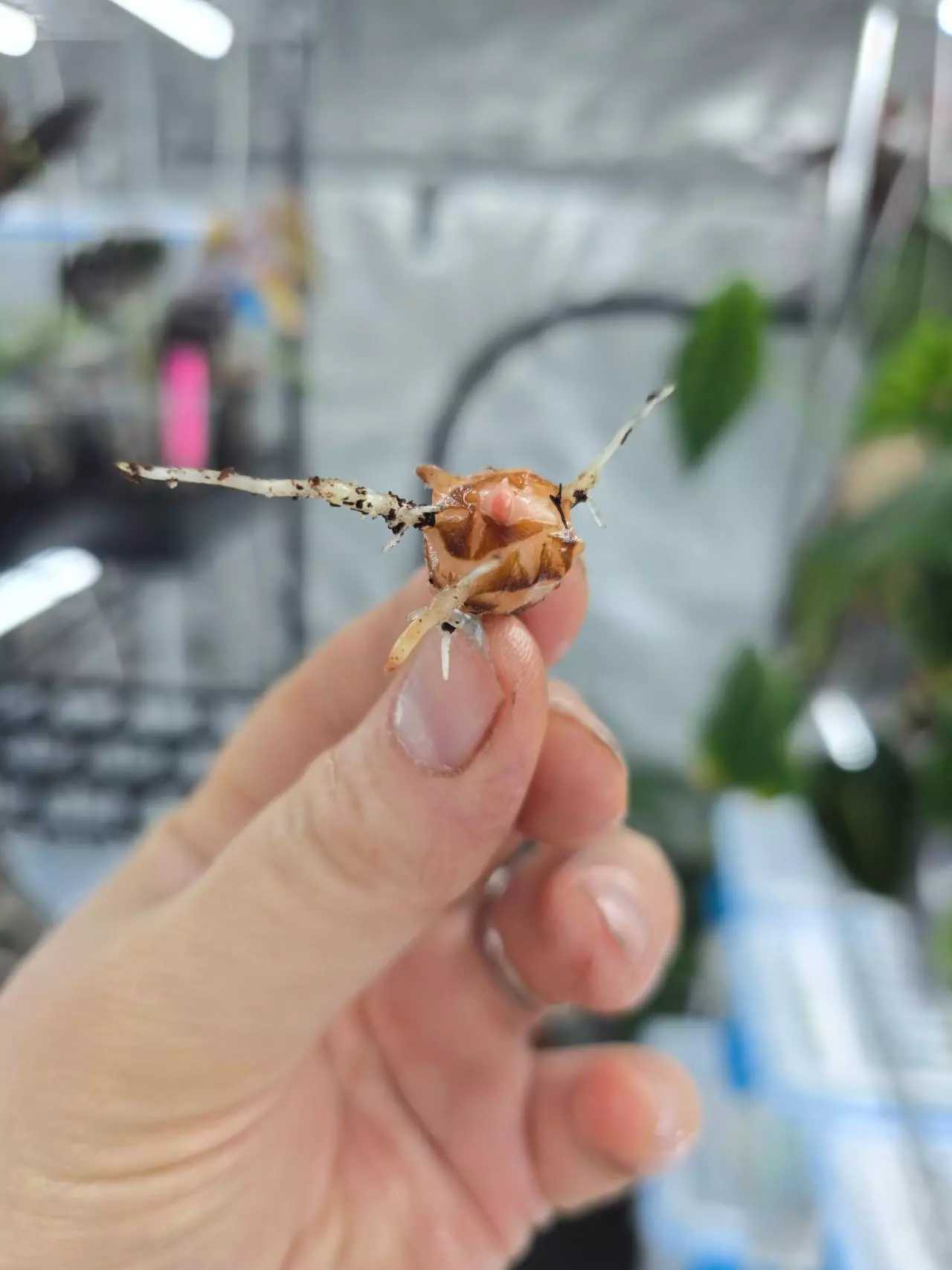 plant/Alocasia Golden Bone Pink Splash - One Corm. Shipping via UPS. I ship packages-6