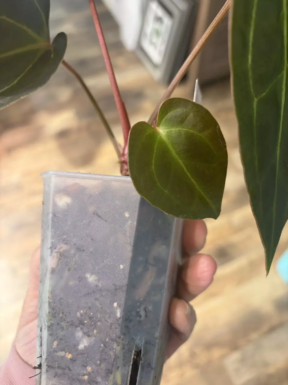 plant/Bess aff x ( AOS NOID x Red Crystal)-3