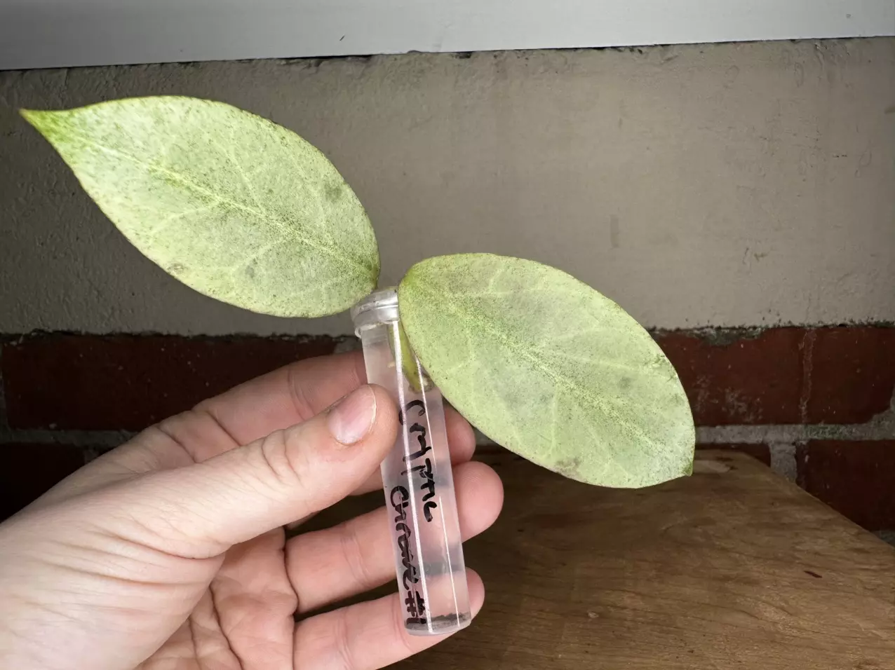 plant/Hoya Obscura ‘cryptic chrome’ purchased from UPT-0