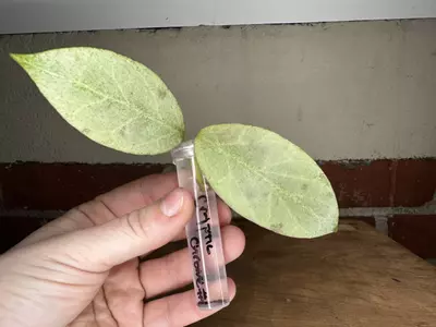 plant/Hoya Obscura ‘cryptic chrome’ purchased from UPT-0-thumbnail