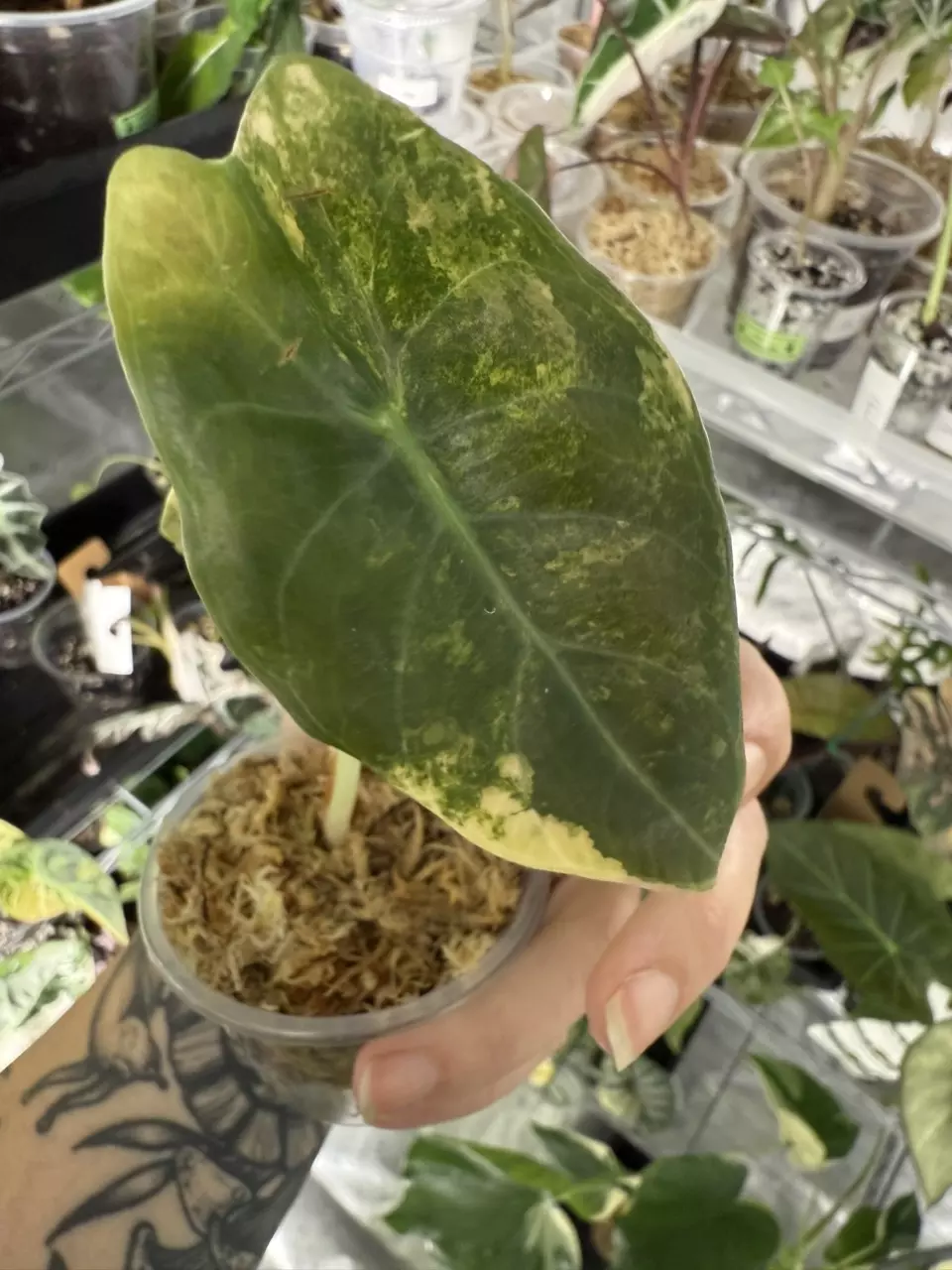 plant/🦄Sedenii Aurea🦄-1