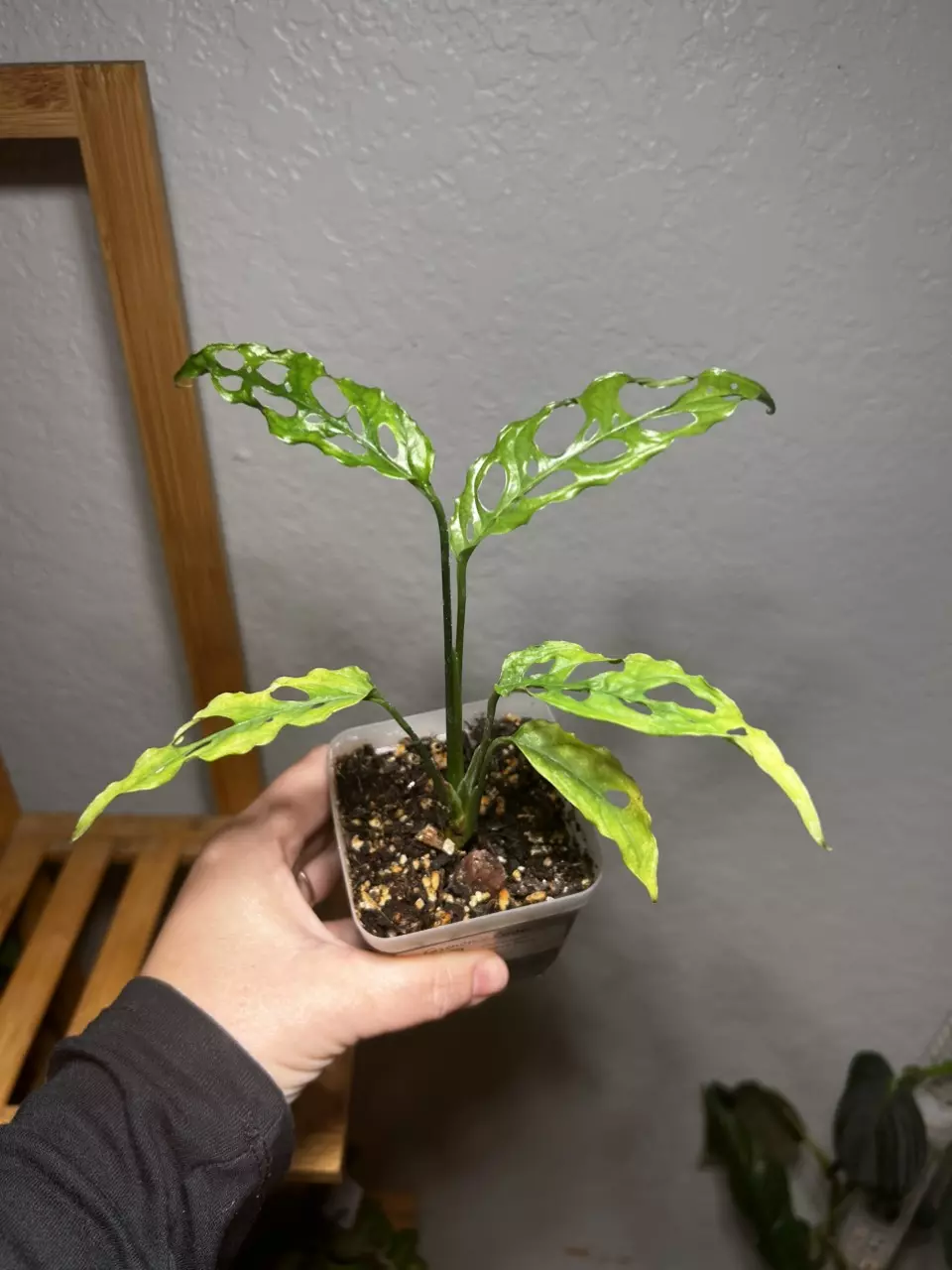 plant/Monstera Obliqua Peru-1