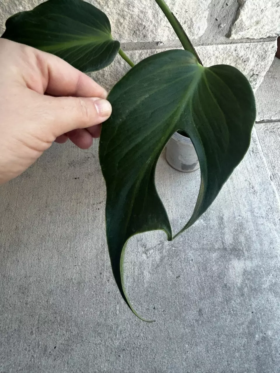 plant/Monster Burle Marx Flame-1