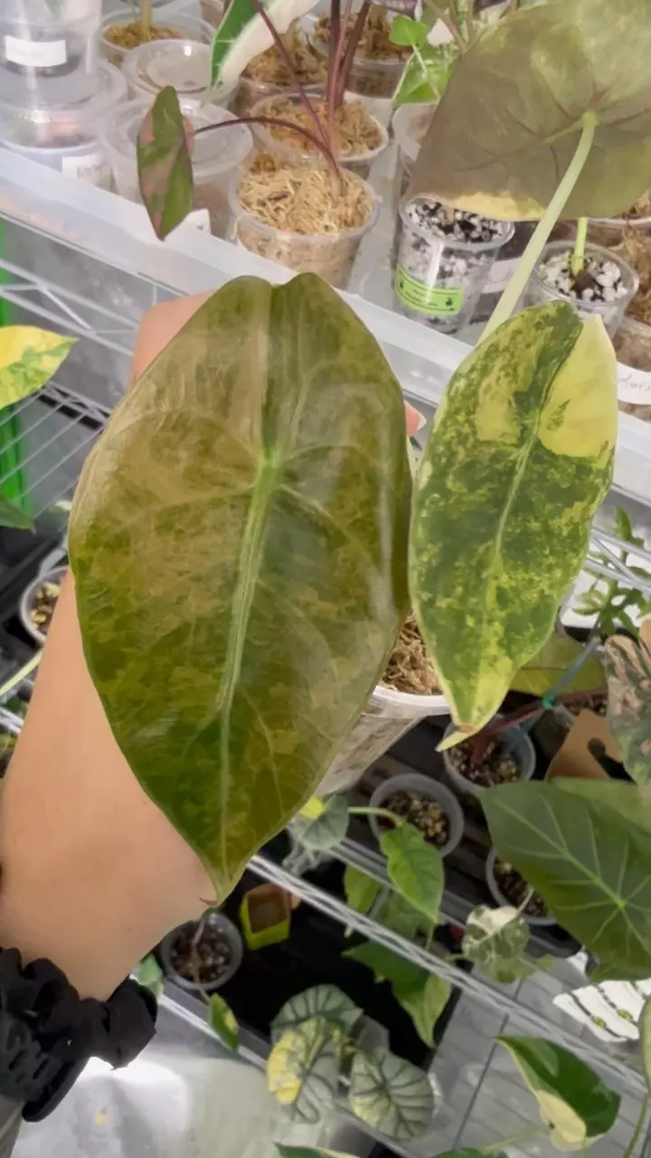 plant/🦄Sedenii Aurea🦄-2